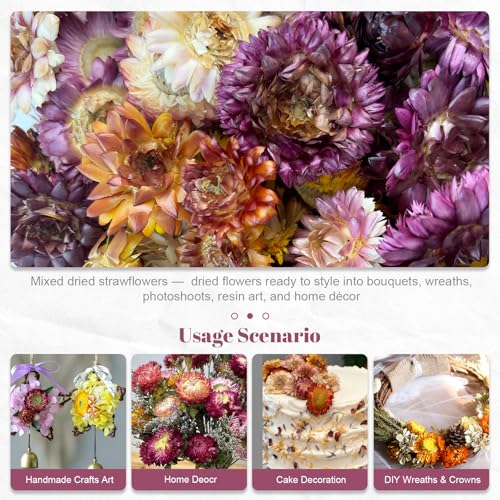Dried Straw Flower Heads Bulk Mixed Color Natural Dry Flowers miniatura 2