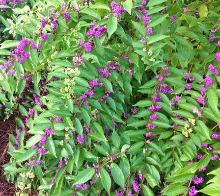 Beautyberry Bushes - Pink Flowers and Purple Berries - Live Plants Shipped 2 to 3 Feet Tall by DAS Farms (No California) (Japanese Beautyberry)