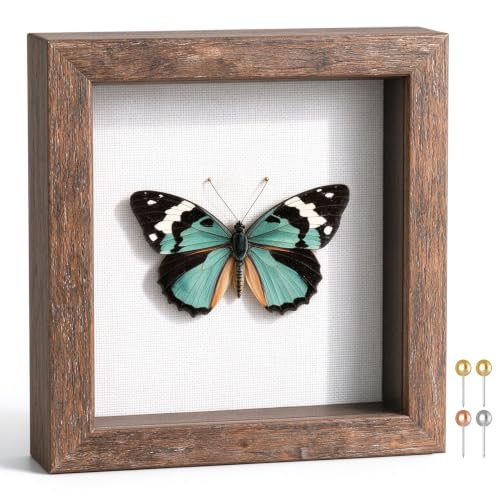 Califortree 5x5 Small Shadow Box Picture Frame...