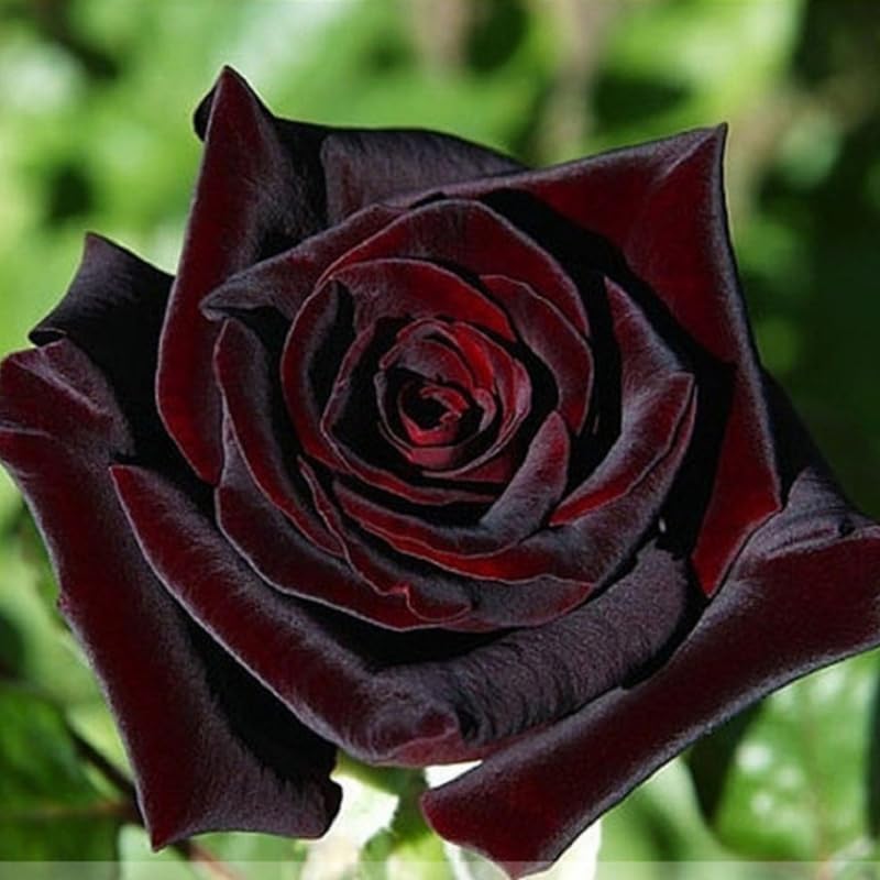 Black Red Climbing Rose Live Starter Plant, Fragrant Rose Ready to Plant, Climbing Rose for Planting Outdoor, No Pot, 1 Year Old Rose Plant