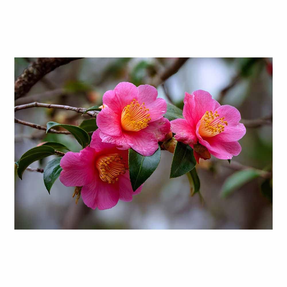 ZAMAEIU Nature Landscape Picture Camellia clusters Large Modern Scenic Painting, for Living Room Bedroom Bathroom Dinning Room Home Office Wall Decor(pink)-60x90cm Unframed