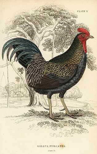 Affiche impression coq rouge Gallus Gallus tableau William Home Lizars toile 60x90cm