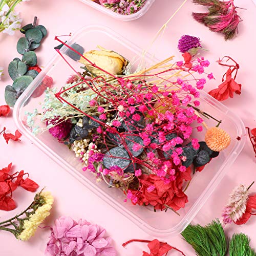 EXCEART Duas Caixas De Flores Secas Misturadas Várias Flores Prensadas Secas Flores Secas De Resina