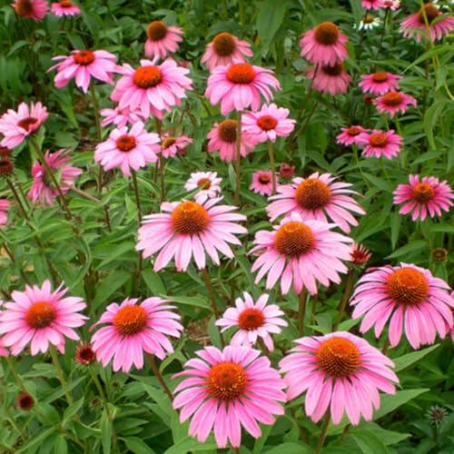 1200+ Mixed Color Echinacea Seeds - Perennial Multi-Color Coneflower, Non-GMO Heirloom for Gardens, Pollinators & Cut Flowers 1200+ Mixed Color Echinacea Seeds - Perennial Multi-Color Coneflower, Non-GMO Heirloom for Gardens, Pollinators & Cut Flowers