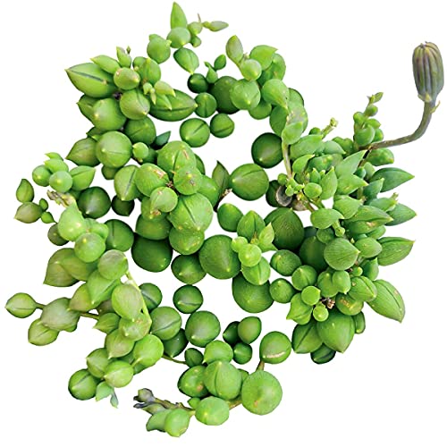 String Of Tears Senecio Herreianus Succulent | Best Succulents For Hanging Baskets | Live Succulent Gift Ideas (2 Inch) #TOP4