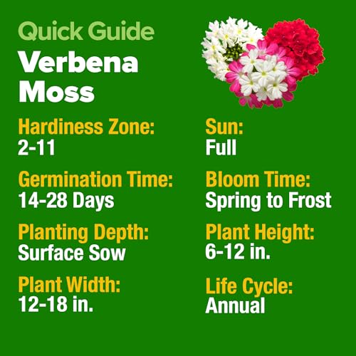 Image of HOME GROWN Verbena Moss Seeds - 6000+ Perennial Flower Seeds for Ground Cover - Heat-Tolerant Plant Seed for Outdoor Gardening, Walkways & Erosion Control - Attracts Pollinators (Verbena Tenuisecta)