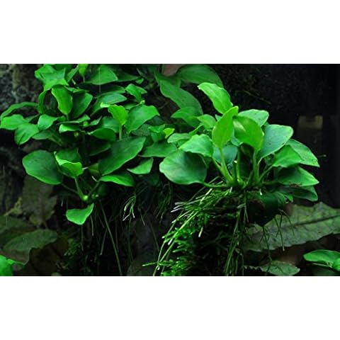 Anubias 'Petite' - Live aquarium plant Cover