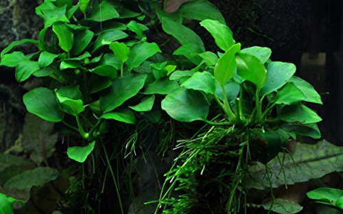 WASSERPFLANZEN WOLFF - Bonsai-Zwergspeerblatt/Anubias barteri 'Petite' | Mini-Aufsitzerpflanze | Extrem robust, barschfest & pflegeleicht | Ideal für Nano-Aquarium & Hardscape