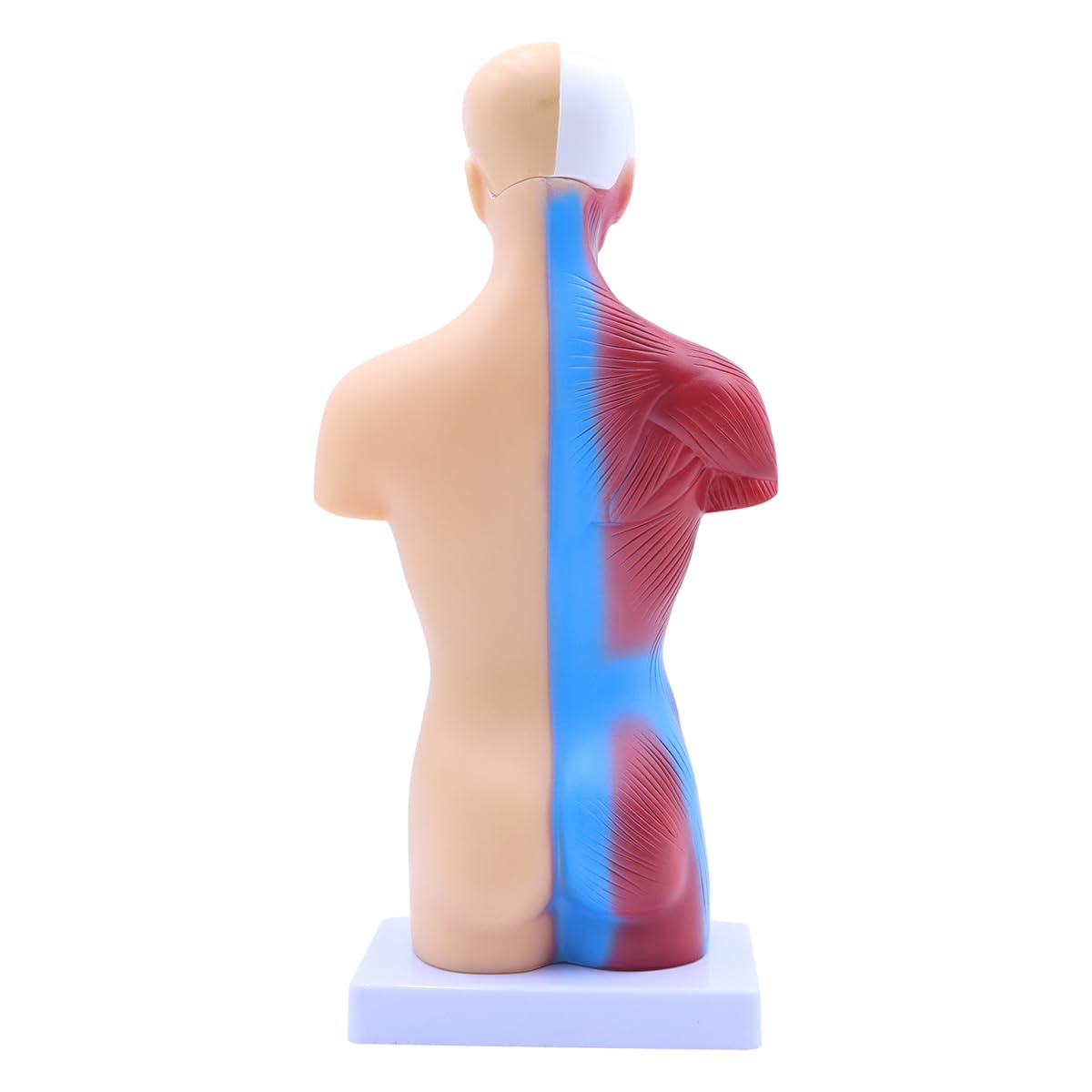 Modelo de anatomía humana de 28 cm, cuerpo humano extraíble, torso extraíble, 15 órganos desmontables.