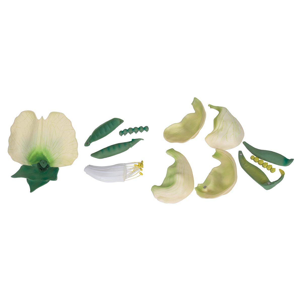 3B Scientific T21026 Pois (Pisum sativum), modèle