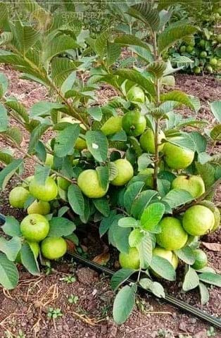 Image of Taiwan Green Skin White Flesh Seedless Sweet Guava or Amrud Air Layered Fruit Hybrid Grafted Live plant (Thai 7 Variety) for Your Home Garden (Pack Of 10)