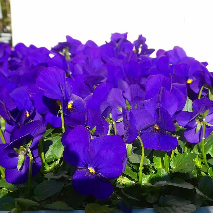Amazon.co.jp: ビオラ 苗 ディープブルー 3.5号 青花 冬の花壇苗