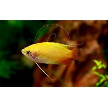 Swimming CreaturesTM 3 Dwarf Honey Yellow Gourami Trichogaster chuna Freshwater Aquarium Fish Size Approx. 0.5"-1"