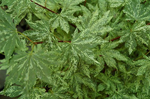 Kumoi Nishiki Korean Maple - 3 Year Plant - Dwarf Variegated - Surviving In Climates Where Japanese Maples Cannot To –40°F - Acer Pseudosieboldianum 'Kumoi Nishiki'- 3 - Year Live Plant #TOP2