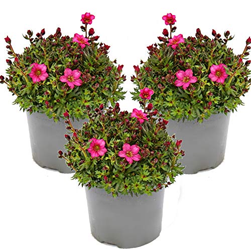 exotenherz Moos-Steinbrech Pflanze - Saxifraga arendsii - rot-blühend - 12cm - Set mit 3 Pflanzen
