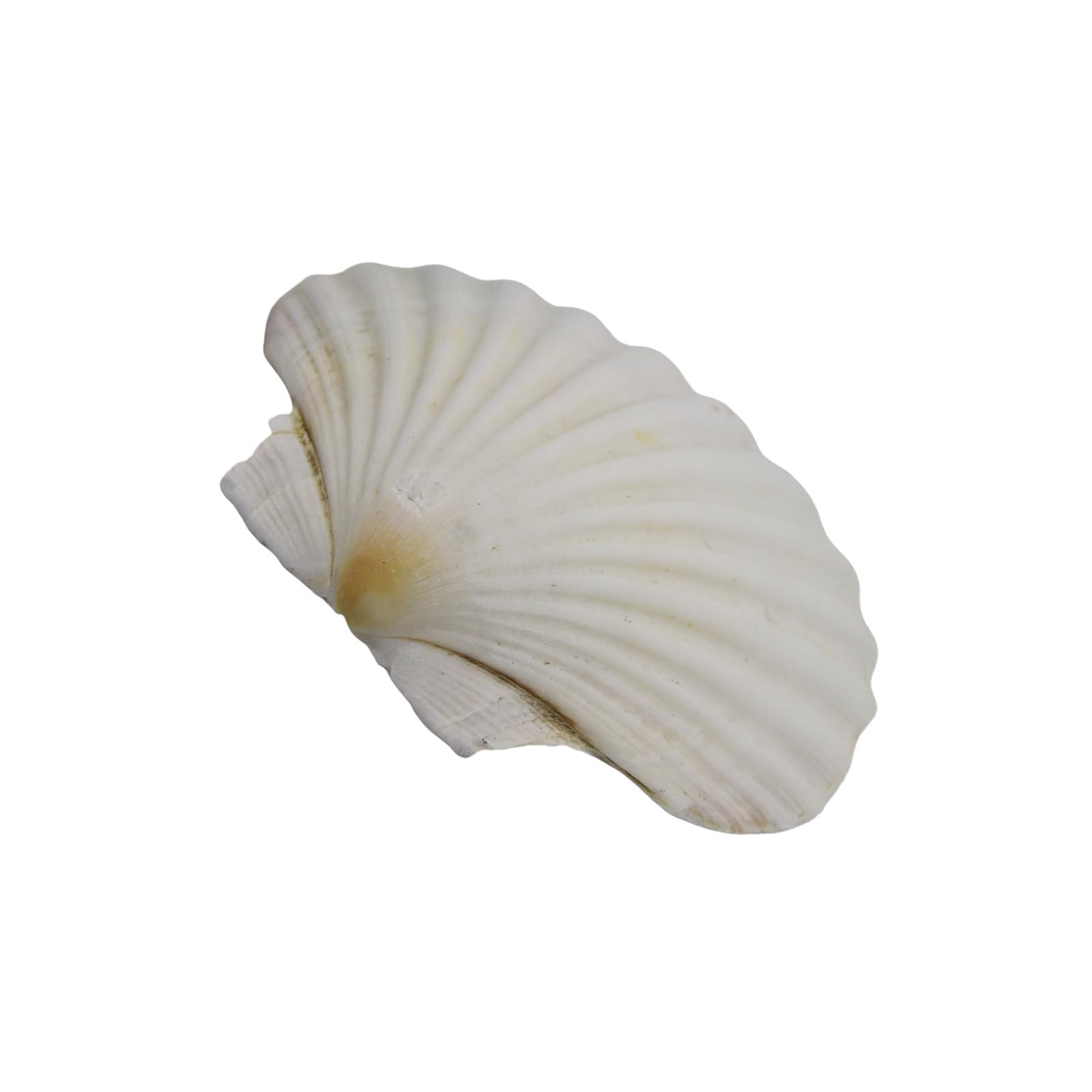 Kmgdm White Large Scallops Shells For Painting And Beach Wedding Decors Natural Seashells 3-5 Inches