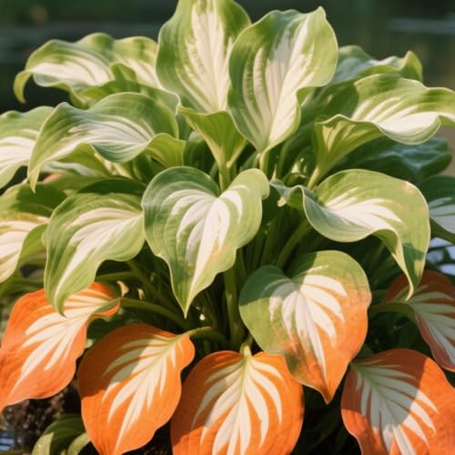 Ampoules Hosta - Parfaites pour les pots, les conteneurs et les présentoirs d'intérieur, grandes ampoules décoratives A-4