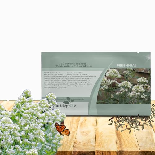 Outsidepride White Jupiter's Beard Valerian Seeds for Planting - 1000 Pcs Self-Sowing & Drought Tolerant Perennial Flower Seeds for Cut Flower Arrangements, Pollinator Gardens, & Xeriscaping