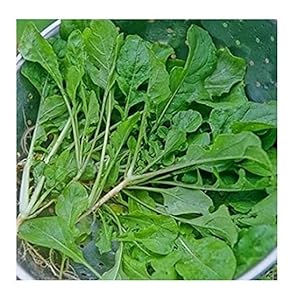 Turnip Seven Tops Select 500-2000 &...