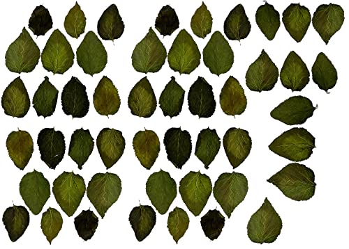 Image of Awesome Aquatic Mulberry Shrimp Leaves Natural Botanical Leaf Food Organic Treat Aquarium Fish Shrimp Terrarium High Protein Vitamin Mineral Fiber Healthy Habitat Environment (Mulberry 50 pk)