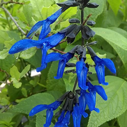 Salvia Guaranitica 'Black And Blue' Seeds Anise-Scented Sage Herbaceous Perennial Attract Hummingbirds Garden Bed Patio Outdoor 100Pcs Flower Seeds By Yegaol Garden #TOP3