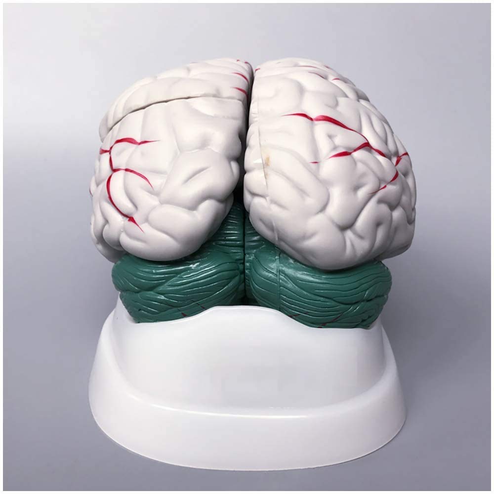 sjdoPulse Human Anatomical Brain Model - Human Brain Anatomy Model Brain Stem Brain Cerebellum Structure Anatomy Model - Human Organ Anatomical Model Brain Model