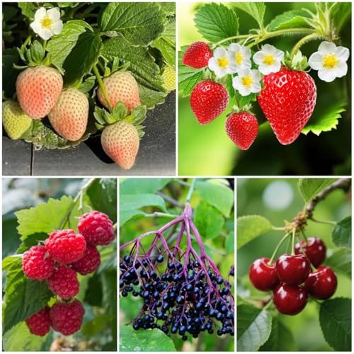 710+ Mixed 𝗨𝗦𝗔 𝗣𝗥𝗘𝗠𝗜𝗨𝗠 Berry Seeds Kit for Planting (Raspberries, Elderberries, Strawberries, White Strawberries, Cherry Seed Kits) - Home Garden, Individually Packaged,𝗡𝗢𝗡-𝗚𝗠𝗢
