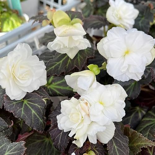 ベゴニア：ノンストップジョイ モカホワイト3.5号ポット 2株セット[小輪多花性 ハンギングに向く球根ベゴニア]のサムネイル