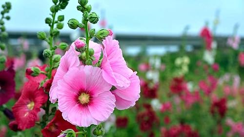 Miniatura 8 de Planta de malvavisco común Althaea officinalis Semillas para plantar más de 100 semillas sin OMG