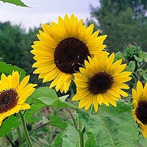 Non GMO Bulk Mammoth Grey Stripe Sunflower Seeds
