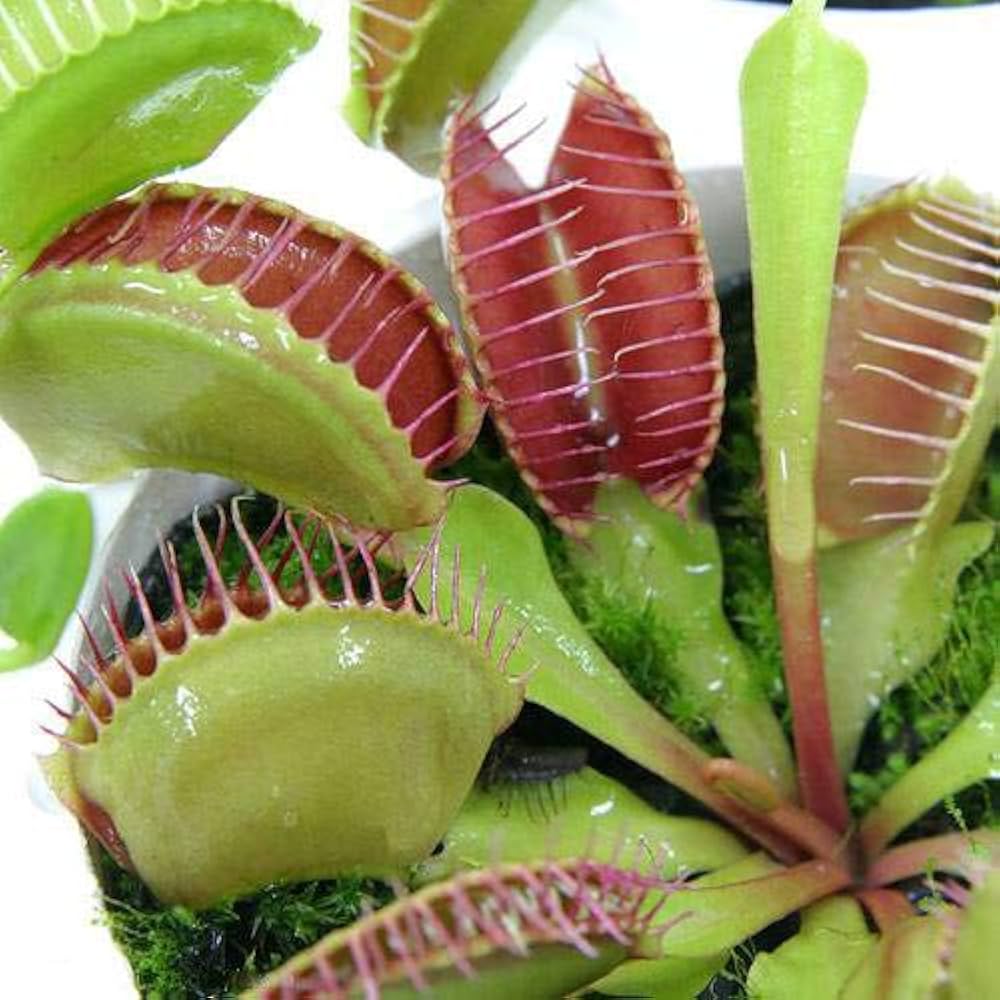 最安値に挑戦】 食虫植物 ハエトリソウ 2.5〜3号 2ポット 12vite.com