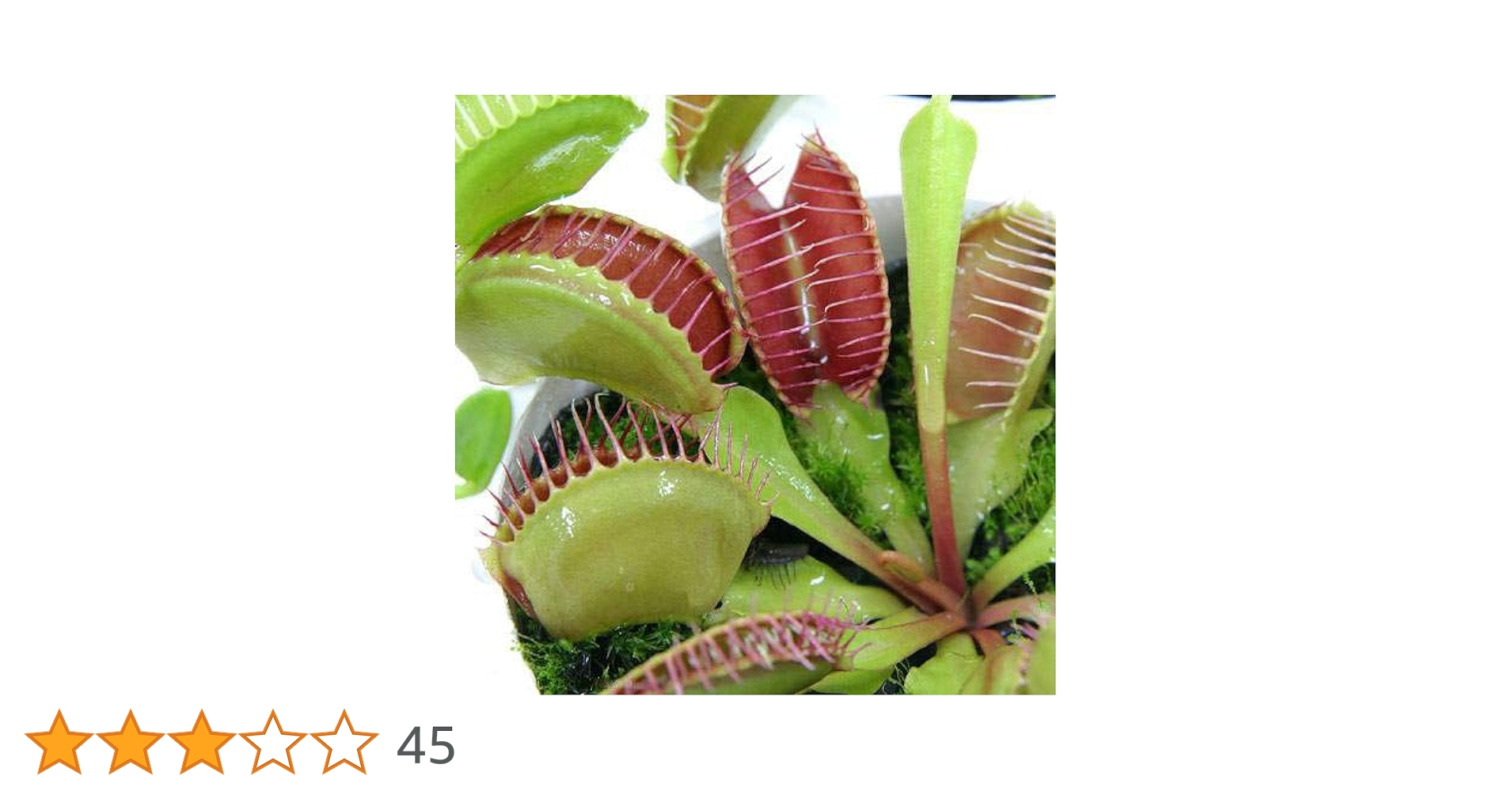 食虫植物　ハエトリソウ Biohazard 2 CK 食虫植物 ハエトリソウ Biohazard 2 CK