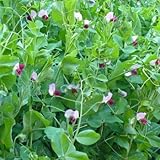 100 semillas de guisante enano Azúcar - Pisum sativum