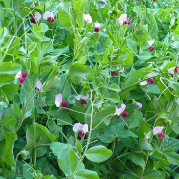 100 Semi di Pisello Nano Zucchero - Pisum Sativum