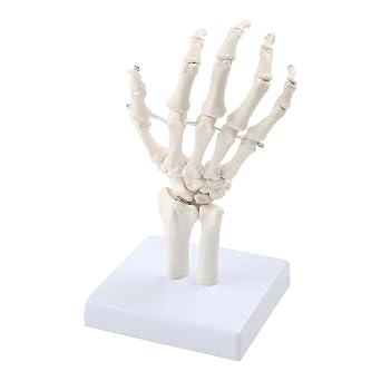 Human Hand Joint Anatomical Articulated Hand Skeleton Model 11 Life Size