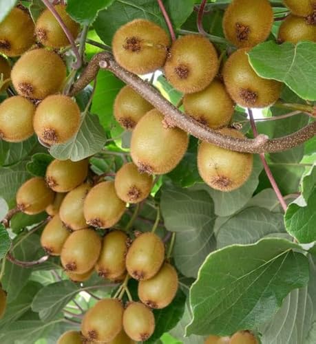Image of All-Time12 Months Hybrid Grafted Guti Kolom Live Fruit Plant Original & Authentic Organic Tree for Outdoor Fast-Growing Fruit Plant Home Pack Of-1 (Kiwi Fruit Plant, Medium)
