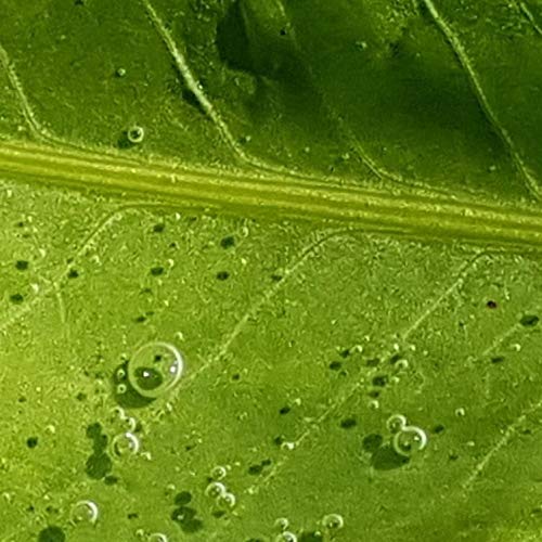 Jin Jung Sung Soothing Non-Sticky Face Moisturizer Essence Serum 5 Oz Oily Dry Sensitive Skin Tone Evening Deep Inner Moisturizing 7-Hyaluronic Acids Beta-Glucan Niacinamide Men Women Korean Skincare #TOP6