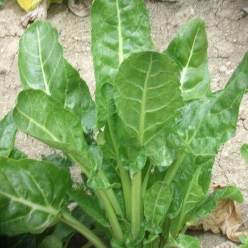 Suffolk Herbs - Organic Beet Leaf Erbette - 175 Seeds by Wafer