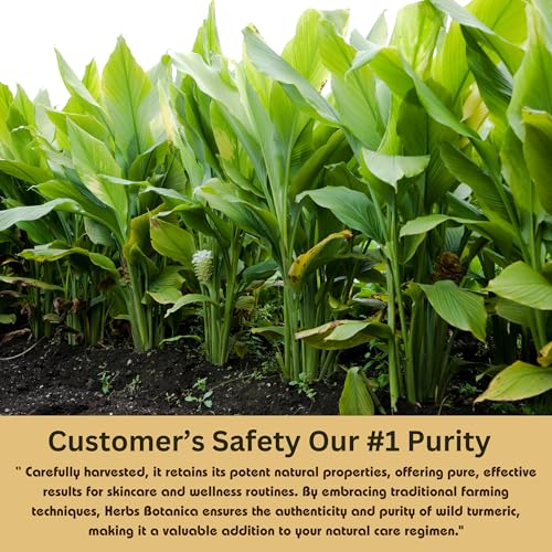 Wild Turmeric Powder 100% Pure Kasturi Turmeric for Face, Skin Care & DIY Beauty – Natural Powder for Acne, Dark Spots & Hyperpigmentation 5.3 oz Resealable Pack - Image 5