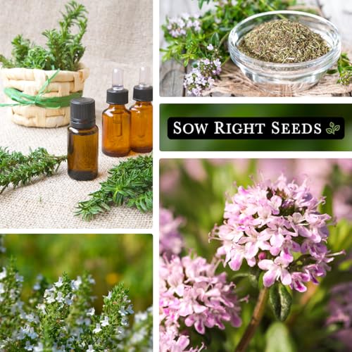 Sow Right Seeds - Summer Savory Seed for Planting - Culinary Herb to Plant in Your Home Herb Garden - Indoors or Outdoors - Peppery Herbal Seasoning - Non-GMO Heirloom Seeds - A Great Gardening Gift - Image 4