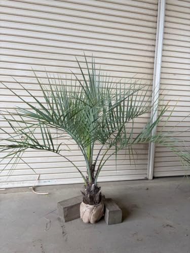 ココスヤシ」の人気商品一覧 | 安い商品を通販サイトから探す - 価格.com