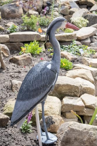 Pond H2o Blue Heron Decoy with Legs & Stake 30 (76cm) Tall Adult Blue Heron Statue for Backyard Koi Fish Ponds Yards & Water Gardens