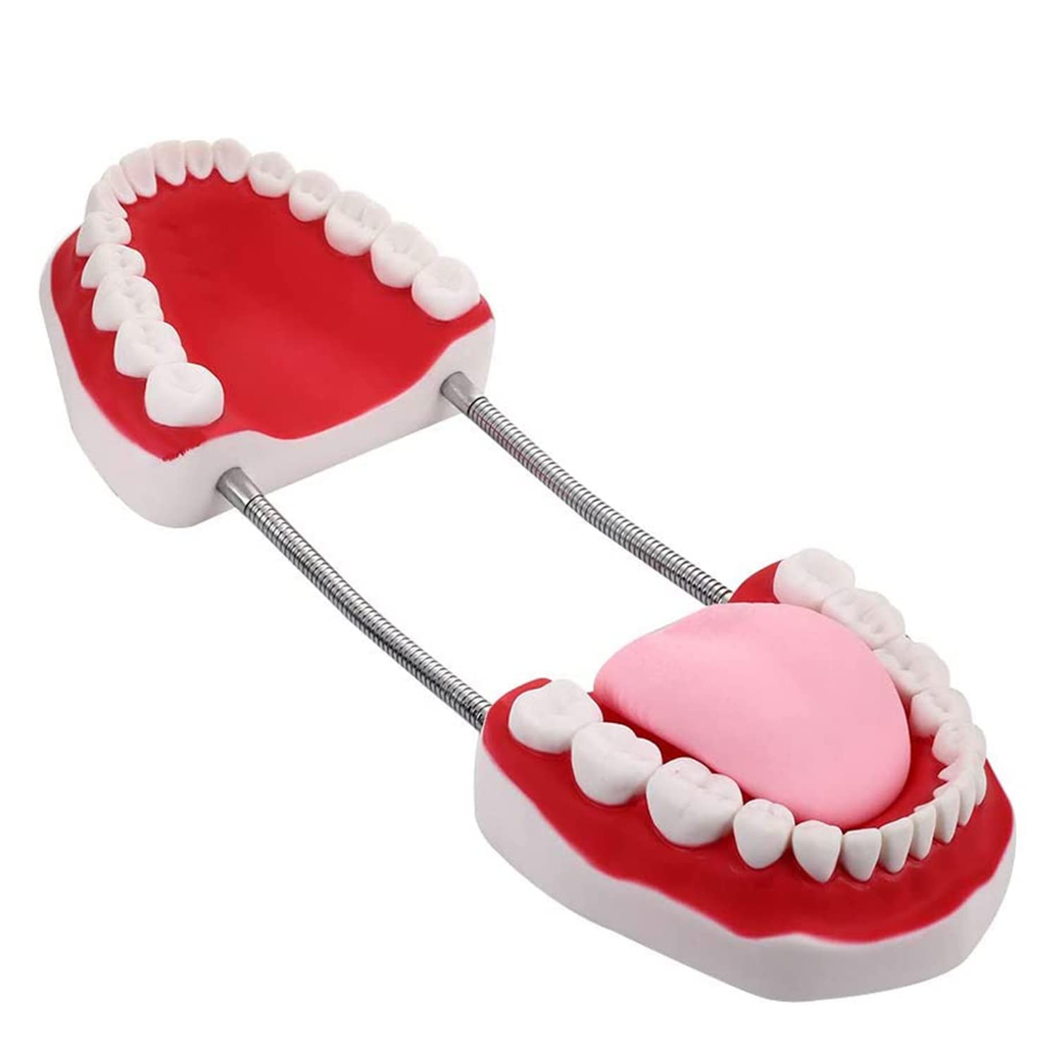 Larga Modello anatomico di Denti dentali, Typodont Modello Standard per Denti per Adulti Dentista Insegnamento dell'igiene Orale Modello per la Cura dei Denti