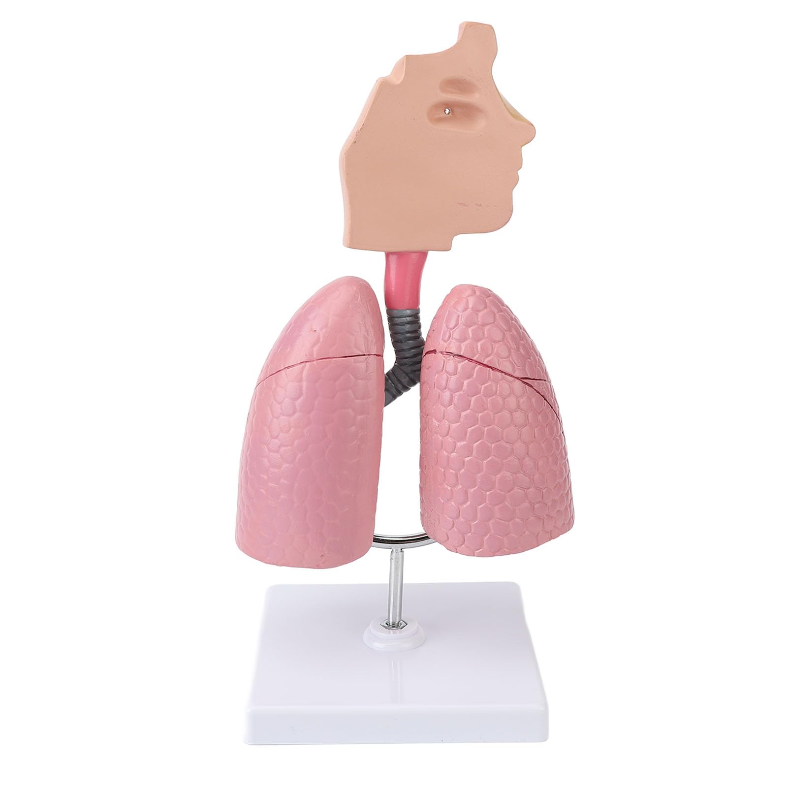 Anatomisches Modell des Atmungssystems, Darstellung der Menschlichen Lunge mit Abnehmbarem Herzen, für des Verständnisses für Lungenstruktur und Atmungsfunktionen