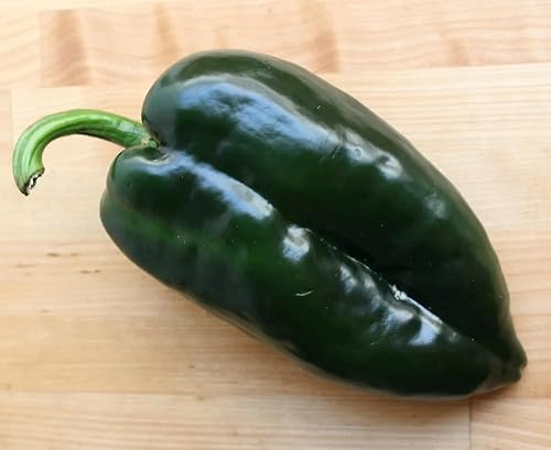 50 semillas de pimiento poblano ancho, reliquia, sin OMG, semillas siempre frescas. Semillas de siembra para huerto doméstico