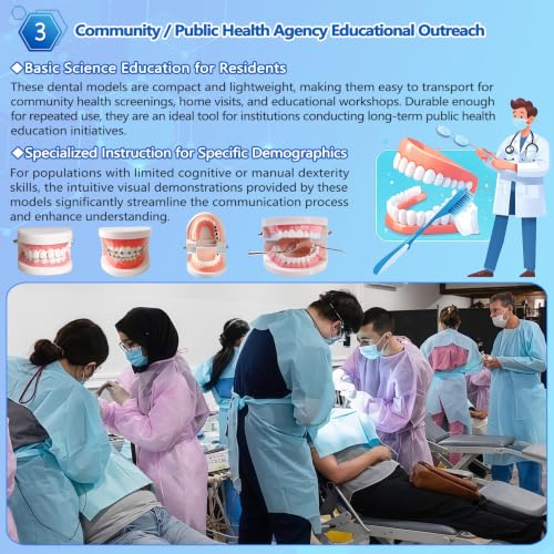 Image of 1 Pack Standard Teeth Model for Dental Training,Teaching,and Practice,Adult Standard Typodont Demonstration Denture Model for Dentists,and Hygienists,Oral Anatomy Demonstration Model