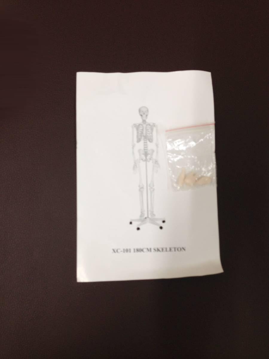 Amazon.co.jp: 人体模型 骨格標本 骸骨 がい骨 忠実 リアル 等身大