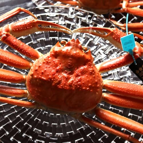 ΐ쌧 {YCKj \Kj p l䥂 {C 1t 700`800gȉdʁj Y 𓀎ԂȂ k \o  ① IX \I  Jj 킢 I