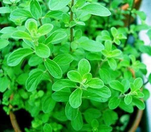 See full amazon price history chart for Platone Marjoram Plant Live"Marua""Sweet marjoram""Marwa""Marjoram" White Herbal Plant Medicinal Live plant Platone Marjoram Plant Live"Marua""Sweet marjoram""Marwa""Marjoram" White Herbal Plant Medicinal Live plant (B0DBTZZ3R6) Amazon Price History, Amazon Price Tracker