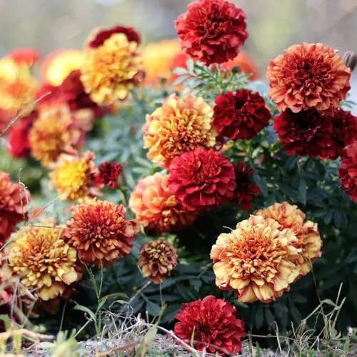 semillas de caléndula para lugares soleados de caléndula resistentes cortadas primavera, silvestres 600pcs